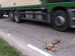     Roadkilled animals